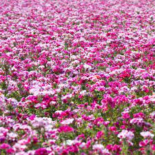 This Is One Of Our Most Popular Flower Mixes We Incorporate Products To Assist In Moisture Retentio Most Popular Flowers Wildflower Seeds Flower Garden Design
