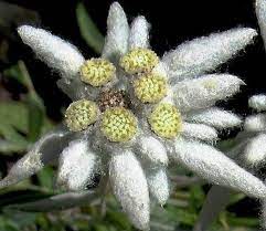 Pin On The National Flowers From Around The World