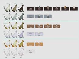 genetics of coat colour and pattern tonkinese cats