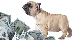 Due to the increasing demand for this particular breed of bulldog, the pups can cost anywhere between $2,000 and $5,000 if bought from a registered breeder. How Much Do French Bulldogs Cost Will This Breed Break The Bank