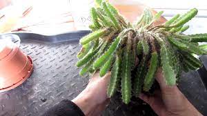 How To Save A Dragonfruit Cactus Hylocereus From A Bad Case Of Mealybug Youtube