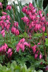 Dicentra Amore Rose Shade Perennials Shade Flowers Perennials