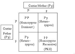 We know that each individual can give only one of it's two alleles. The Genetics Of Pku