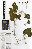 Image result for Momordica foetida