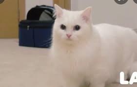 Happy birthday LaLa! (Belated) : r/CreamHeroes