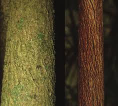 Image result for Millettia makondensis