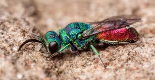 Black And White Wasp Like Insect Uk Ruby Tailed Wasp Another View Of One Of The Uk S Gems Of N Flickr Photo Sharing Ruby Tailed Wasp Wasp Bugs And Insects
