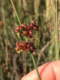 Image result for Juncus punctorius