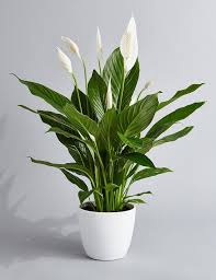 Maybe you would like to learn more about one of these? How Often To Water Houseplants How To Water Plants