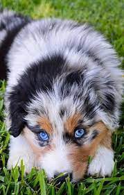 gibt es was susseres als hunde mit blauen augen ischhh als augen blauen es gibt hunde ischhh mi puppies aussie puppies australian shepherd dogs