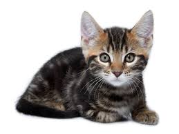 Maine coon tabby mix kitten. Maine Coon Mix Maine Coon Abc De