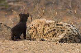 Résultat de recherche d'images pour "hyena"