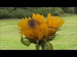 The mouse is just over 2 cm long and 1,5 cm wide. Harvest Mice On Sunflower Part Three Youtube