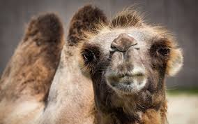 The hump stores up to 80 pounds of fat, which a camel can break down into water and energy when sustenance is not available. How To Connect Mongodb Using Apache Camel Dzone Integration