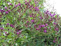 Image result for Vernonia acuminatissima