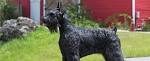 Royal Giants | Home Of The Protection Giant Schnauzer