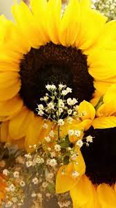 My Favorite Sunflower Photos Sunflower Photo Sunflower Pictures Photo