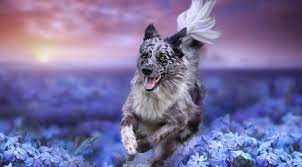 Dog Depth Of Field Effect Wallpaper Hd Animals 4k Wallpapers Images Photos And Background Wallpapers Den Dog Wallpaper Dog Photos Pets Dogs Breeds