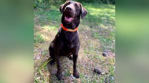 Why go to a dog breeder, cat breeder or pet store to buy a dog or. Peachtree Road Race To Use Covid 19 Sniffing Dogs Other Precautions Wsb Tv Channel 2 Atlanta
