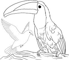 Pigeon And Toucan Coloring Pages Of Bird Cartoon Coloring Pages Animal Coloring Pages Bird Coloring Pages