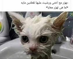 Pin By On In 2020 Cat Day Kitten Love Cute Cats