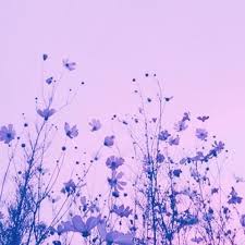 Aesthetic purple really pops when put up against bright greens and yellows, but it also pairs nicely with silver and gold. Flower Violet Aesthetic Purple Aesthetic Lavender Aesthetic