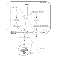 Figure 3 From Cholesterol Cholelithiasis In Pregnant Women