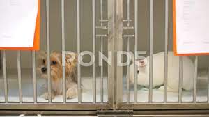 Young Woman Veterinarian Cares For Animals Dog And Rabbit Stock Footage Ad Veterinarian Cares Young Woman Pet Dogs Veterinarian Pet Care