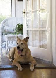 Top 10 pawesome cat products that i have two sliding screen doors that can be separated if nosed properly. Screen Door Guards Pet Guards For Screen Doors