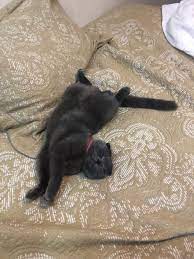 aylin hatsume adli kullanicinin princess cat panosundaki pin