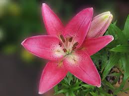 Lirio Lilium Esta Flor Se Llama Lirio Stargazer Pero En Flickr