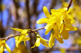 Forsythia X Intermedia Golden Bells Propagated By Hardwood Cuttings Flowering Bushes Zone 5 Plants Plants