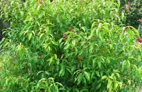 Image result for Syzygium owariense