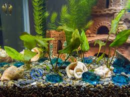 Java fern microsorum pteropus buy 2 get 1 free | beginner live aquarium aquatic plants freshwater plant for planted tank , best tropical plants for fish tanks for sale online. Easy And Best Aquarium Plants Pethelpful