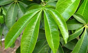 Money tree plant care is easy and based upon just a few specific conditions. Money Tree Plant Growing Healthy Pachira Aquatica Epic Gardening