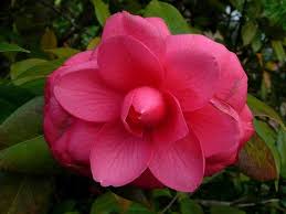 List Of State Flowers For All 50 States Flowers List Of Flowers State Birds