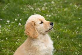 Is this mix perfect for you? Puppy Dog Of The Golden Retriever Breed A Two Month Old Golden Stock Photo Picture And Royalty Free Image Image 123757490
