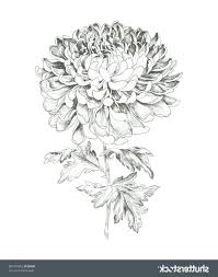 Many flowers, herbs, trees, and other plants traditionally symbolize feelings, moods, or ideas. Hand Drawn Chrysanthemum Chrysanthemum Drawn Handdrawn Chrysanthemum Tattoo Chrysanthemum Drawing Birth Flower Tattoos