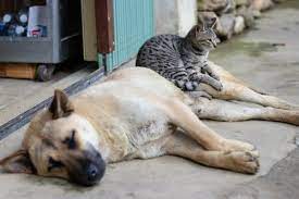 Approach the cat and sit on the floor with the cat on one side and the dog on the other. Animal Animosity How To Stop A Dog From Being Aggressive Towards Cats Cat Checkup