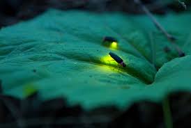 نتیجه جستجوی لغت [fireflies] در گوگل