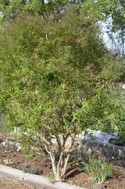 Image result for Aloysia