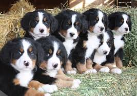 They enjoy hiking, going on walks or even pulling the kids for a spin in a wagon. Everything About Your Bernese Mountain Dog Luv My Dogs