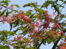 Trees in india that you can read. The Urban Gardener Summer Sherbet Mumbai S Flowering Trees