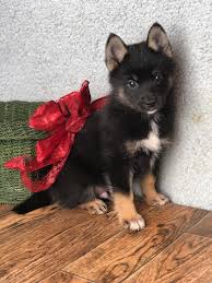 Pomeranian puppies for sale near me. Dale Male Pomsky Full Price 700 Deposit Pomsky Pomsky Puppies For Sale Pomsky Puppies