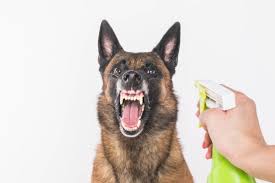 Spray Dog With Vinegar To Stop Barking Does It Work
