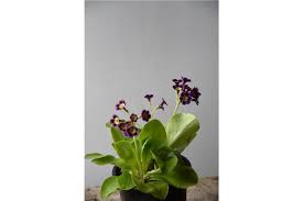 Image result for Primula x pubescens