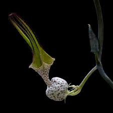 Image result for Ceropegia elongata