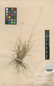 Image result for Abildgaardia ovata