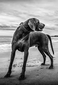 France Chien Le Dressage De Chien A La Portee De Tou Te S France Chien Dressage Chien Toilettage Chien Dresser Un Chien