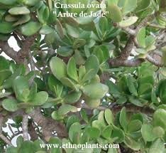 Arbre de la chance message par lemesle chantal » mar. Plante Porte Chance Plant D Arbre De Jade Crassula Ovata